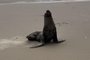 Animal foi encontrado nesta segunda-feira (6) na beira da Praia Guarani, em Capão da Canoa.<!-- NICAID(15589283) -->
