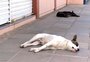 Polícia investiga a morte de 30 cães em Caçapava do Sul por envenenamento