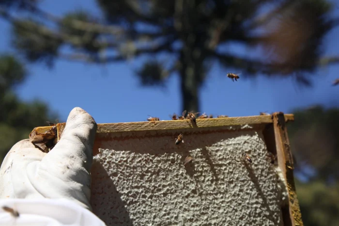 Liane Castilhos / Divulgação Liane Castilhos / Divulgação