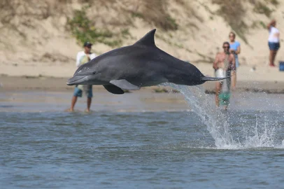 Projeto Botos da Barra - CECLIMAR/CLN/UFRGSCentro Cultural da UFRGS inaugura a exposição fotográfica "Pescadores, botos e tainhas: fotografias sobre a pesca cooperativa na Barra do Rio Tramandaí". A iniciativa é fruto de parceria entre os projetos Botos da Barra, do Centro de Estudos Costeiros, Limnológicos e Marinhos (Ceclimar/UFRGS), e Unifoto, desenvolvido pelo Departamento de Difusão Cultural da Pró-Reitoria de Extensão da UFRGS.<!-- NICAID(15833692) -->