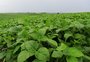 Mesmo com preço em queda, alguns produtores de soja necessitam vender sua produção para fazer caixa