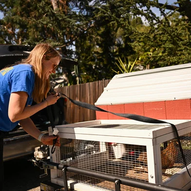 Victoria Lee unloads chickens and a portable chicken coop from her truck as they are delivered to a clients house as part of the "Rent The Chicken" service in La Crescenta, California, on April 21, 2025. While many people idly muse about backyard farming, for those not ready to take the plunge permanently, there's a solution: renting a henhouse, complete with egg-laying birds. Hiring hens to householders began to gain ground in the United States around a decade ago in Pennsylvania when a farming couple set up "Rent The Chicken." Since then, the project has expanded to more than 40 cities across North America, with local farmers setting up their own offshoots. (Photo by Patrick T. Fallon / AFP)<!-- NICAID(16029085) -->