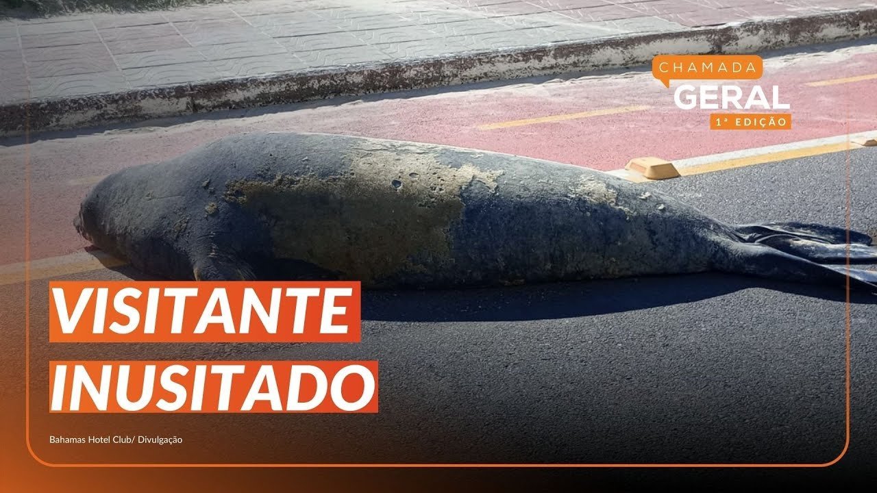 ELEFANTE MARINHO aparece na beira da praia em TRAMANDA&Iacute;