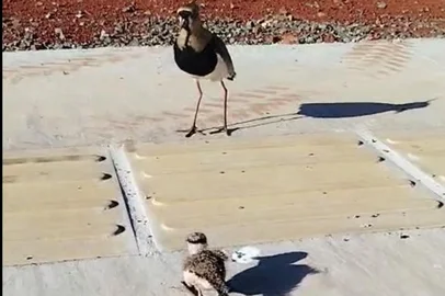 O Corpo de Bombeiros de Santa Rosa realizou o resgate de um filhote de Quero-quero de dentro de um bueiro na rua Teixeira Mendes, no Centro do município. A guarnição encontrou a mãe chamando o filhote no local onde foi encontrado por volta das 7h30 desta quinta-feira (23)<!-- NICAID(16152189) -->