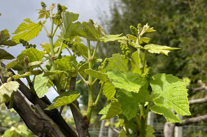 Arquivo pessoal / Divulgação