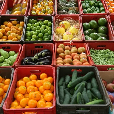 produtores de olerícolas estão entre os beneficiados com a disponibilização do sistema eletrônico para a emissão de PTV - hortifruti - horticultura - fruticultura - pepino - maçã - laranja - citrus - hortaliças