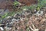 Fepam vai analisar água de barragem após mortandade de peixes em Santa Maria