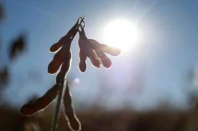 Passo Fundo, RS, Brasil - A soja e a economia que ela movimenta. Na foto a soja no campo pronta para ser colhida.<!-- NICAID(15747727) -->
