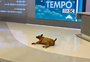 Cachorra invade telejornal da Globo em SC para se deitar no estúdio