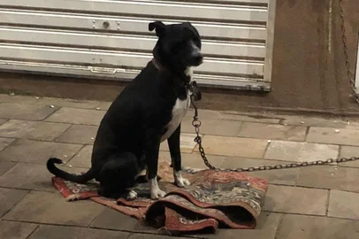 Cão é abandonado em Farroupilha<!-- NICAID(15206958) -->