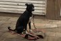 Cão é abandonado em Farroupilha<!-- NICAID(15206958) -->