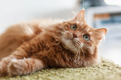 Gato - Foto: olezzo/stock.adobe.comFonte: 220757494<!-- NICAID(15700281) -->