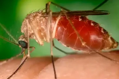 A Secretaria de Estado de Saúde do Rio de Janeiro (SES-RJ) confirmou nesta quarta-feira (22) mais duas mortes por febre do oropouche no Estado. São três em 2025.<!-- NICAID(16043549) -->
