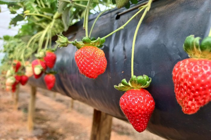 Vanessa Almeida de Moraes / Emater/ Divulgação