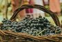 Vinícolas da serra gaúcha preparam programação especial para a vindima 2021