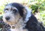 Campanha para adoção de cães do canil de Caxias do Sul conta com site fotográfico