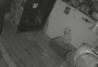 Cachorro entra despercebido e passa a noite em bar de Passo Fundo