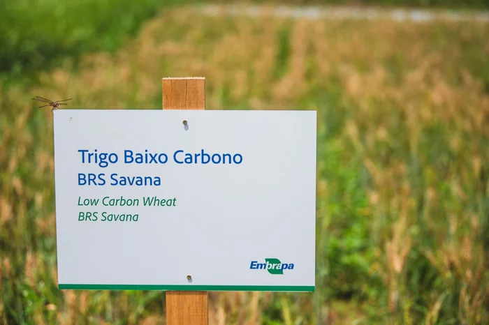 Saulo Coelho / Divulgação Saulo Coelho / Divulgação