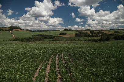Pinhal Grande, RS, Brasil, 20-01-2025: Estiagem na região central do Rio Grande do Sul prejucida a produção de soja. Foto: Renan Mattos / Agência RBS<!-- NICAID(15958282) -->