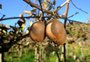 Serra tenta resgatar o cultivo de kiwi, encolhido à metade em uma década
