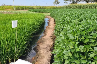 Lavouras de arroz, milho e soja da área da abertura oficial da colheita do arroz<!-- NICAID(15334231) -->