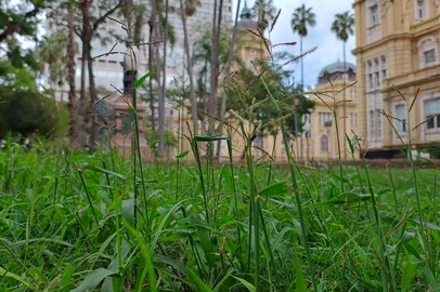 Praça da Alfândega na Bienal do Mercosul está um matagal.<!-- NICAID(16016017) -->