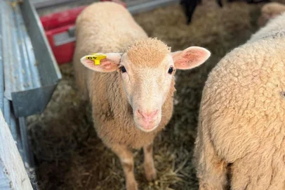 HCR / Divulgação Hospital Cristo Redentor realiza hoje 10º Leilão Beneficente em Marau<!-- NICAID(16181019) -->