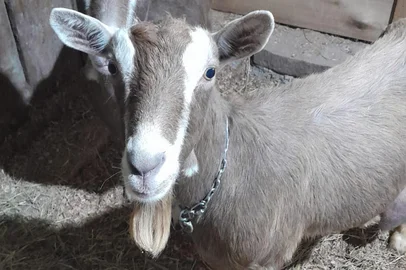 Raça Toggenburg, de caprinos, que retorna, neste ano, para a Expointer<!-- NICAID(16099981) -->
