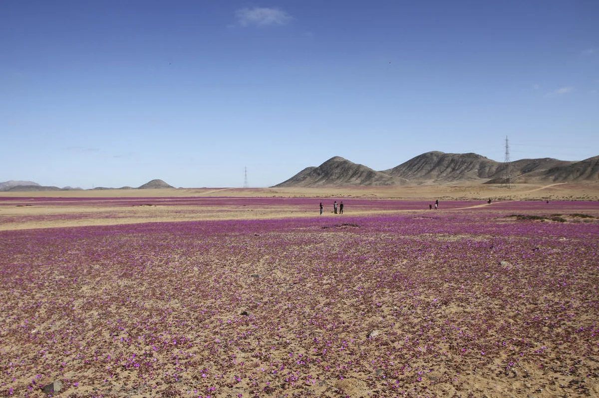FOTOS: chuva incomum faz o deserto mais árido do mundo florescer | GZH