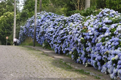 CAXIAS DO SUL, RS, BRASIL (07/12/2012) Florada das Hortênsias. Hortênsias floridas na rua Padre Tiago Alberione, bairro São Ciro. Página do Ciro.(Roni Rigon-Pioneiro)<!-- NICAID(8888057) -->