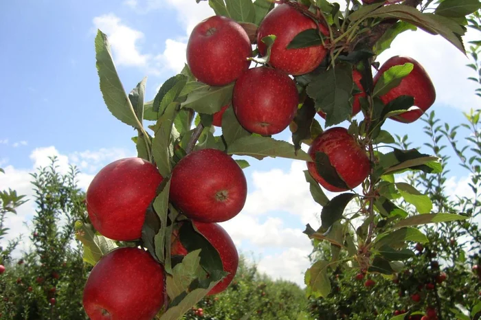 Associação Gaúcha de Produtores de Maçã / Divulgação Associação Gaúcha de Produtores de Maçã / Divulgação