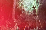 Homem morre após cair de araucária no interior de Fontoura Xavier<!-- NICAID(16282176) -->