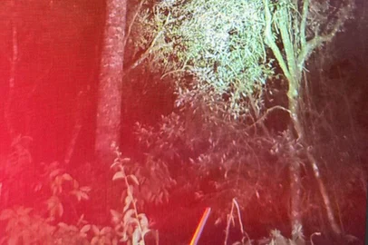 Homem morre após cair de araucária no interior de Fontoura Xavier<!-- NICAID(16282176) -->