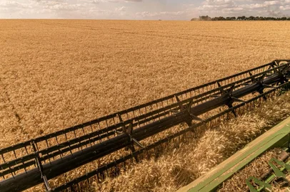 Produtores da Cotrisal colhem maior safra de trigo da história<!-- NICAID(15279737) -->