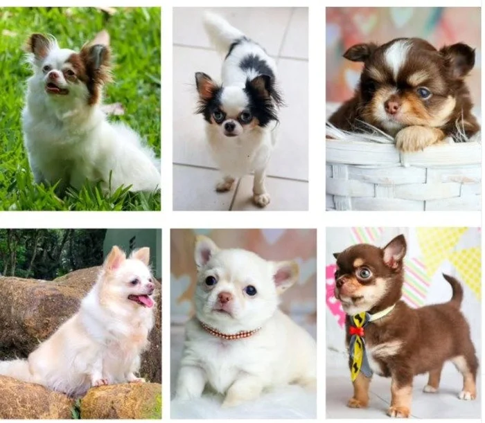 Instagram: @chihuahuasfiodeouro / Reprodução Instagram: @chihuahuasfiodeouro / Reprodução
