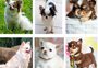 Chihuahuas avaliados em R$ 90 mil são levados após casa ser invadida no Litoral Norte