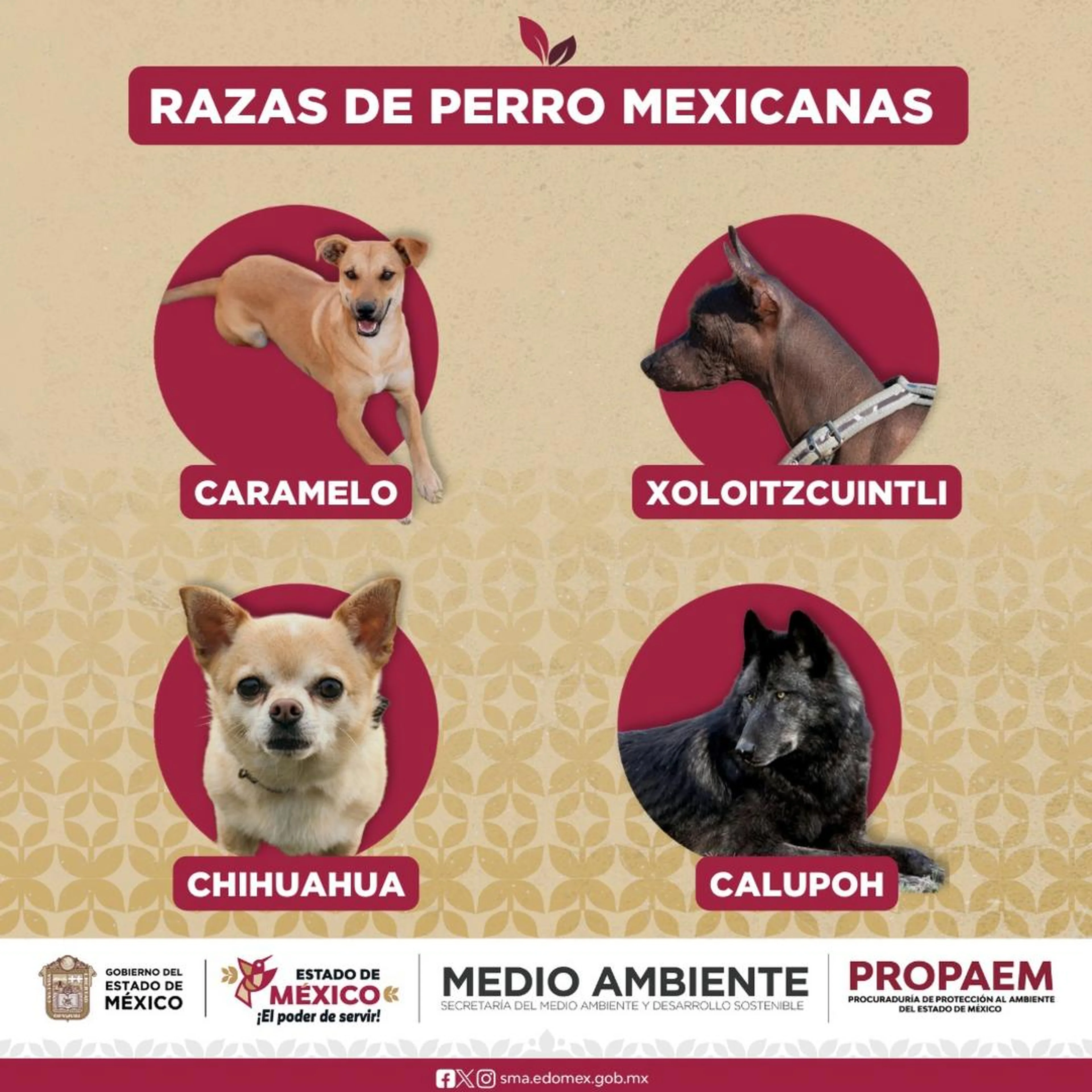 Reprodução/Agência de Proteção Ambiental do Estado do México