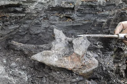 This handout picture released by the Universidad Mayor de San Marcos shows the Pebanista yacuruna, a prehistoric fresh water dolphin skull excavated at the shore of the Napo river in the Peruvian Amazon jungle by a scientific expedition fostered by the National Geographic Society in 2018, according to a presentation at the National Natural History Museum in Lima on March 20, 2024. The skull of a freshwater dolphin that inhabited the ancient Pebas system during the middle Miocene, 16 million years ago, is believed to have belonged to the largest freshwater dolphin, according to paleontologist Rodolfo Salas of Peru's Universidad Nacional Mayor de San Marcos. (Photo by Aldo Benites-Palomino / Rodolfo Salas-Gismondi / Universidad Mayor de San Marcos / AFP) / RESTRICTED TO EDITORIAL USE - MANDATORY CREDIT "AFP PHOTO / UNIVERSIDAD MAYOR DE SAN MARCOS" - NO MARKETING NO ADVERTISING CAMPAIGNS - DISTRIBUTED AS A SERVICE TO CLIENTSEditoria: SCILocal: LimaIndexador: ALDO BENITES-PALOMINO / RODOLFO Secao: paleontologyFonte: Universidad Mayor de San MarcosFotógrafo: Handout<!-- NICAID(15712133) -->