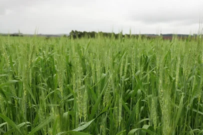 José Schafer / Emater,Divulgação Lavoura de trigo em floração em Santa Rosa, Rio Grande do Sul<!-- NICAID(14249257) -->
