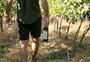 Vinho tokenizado? Primeiros rótulos do Vale dos Vinhedos chegam ao mercado