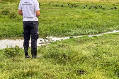 Trabalho de orietnação dos fiscais da Secretaria da Agricultura em Rio Parso, onde houve novo foco de influenza aviária<!-- NICAID(15678070) -->