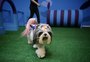 Governo estuda criar selo pet friendly para fomentar turismo no RS