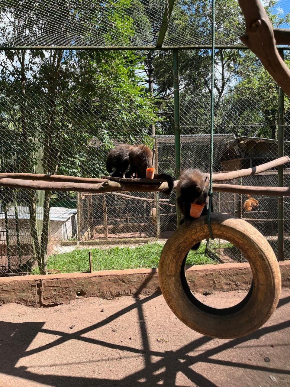 Animais silvestres ganham picol&eacute; de frutas e banho gelado para enfrentar o calor; veja o v&iacute;deo