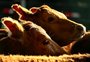 Experiência familiar inspirou startup do agro na criação de plataforma voltada à pecuária