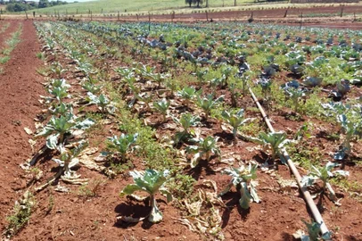 Cidades do norte gaúcho decretam situação de emergência em meio a estiagem; perdas nas lavouras chegam a 80%<!-- NICAID(15976633) -->
