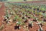Cidades do norte gaúcho decretam situação de emergência em meio a estiagem; perdas chegam a 80%