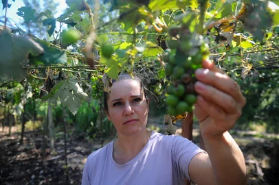NOVA ROMA DO SUL, RS, BRASIL, 21/11/2023. Perdas na agricultura e pecuária somam R$ 10,7 milhões em Nova Roma do Sul após temporal e granizo. Na foto, agricultora Daiane Kloss, que teve 80% da produção de uvas perdidas. (Bruno Todeschini/Agência RBS)Indexador: BTK<!-- NICAID(15604446) -->