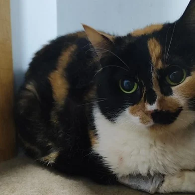 Polícia resgata três gatas e uma cachorra em apartamento de São Paulo, abandonadas por Raquel Pacheco, também conhecida como Bruna SurfistinhaFotógrafo: Patricia Louana Masiero<!-- NICAID(15614737) -->
