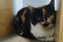 Polícia resgata três gatas e uma cachorra em apartamento de São Paulo, abandonadas por Raquel Pacheco, também conhecida como Bruna SurfistinhaFotógrafo: Patricia Louana Masiero<!-- NICAID(15614737) -->