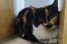 Polícia resgata três gatas e uma cachorra em apartamento de São Paulo, abandonadas por Raquel Pacheco, também conhecida como Bruna SurfistinhaFotógrafo: Patricia Louana Masiero<!-- NICAID(15614737) -->